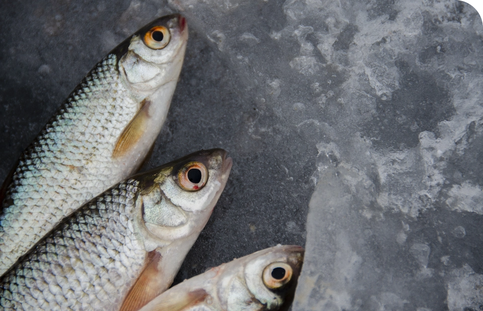 The Amazing Health Benefits of Fish N Prawns – 5 Healthy Fish And Prawn Recipes You Can Try!